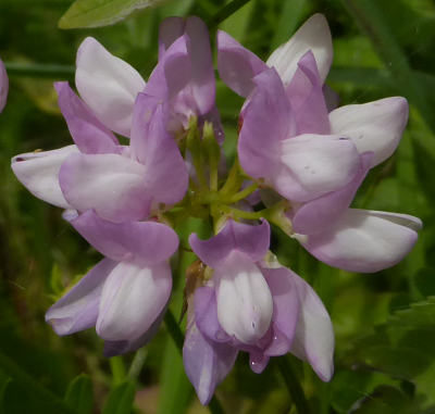 coronilla varia