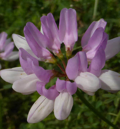 coronilla varia