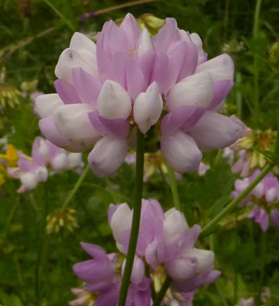 coronilla varia