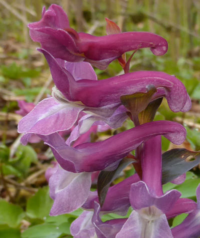 corydalis cava