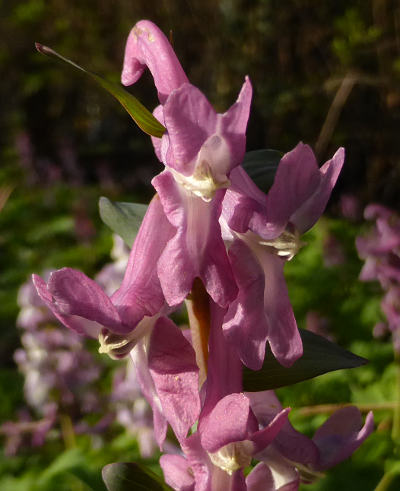 corydalis cava