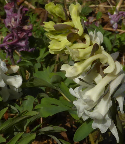 corydalis cava