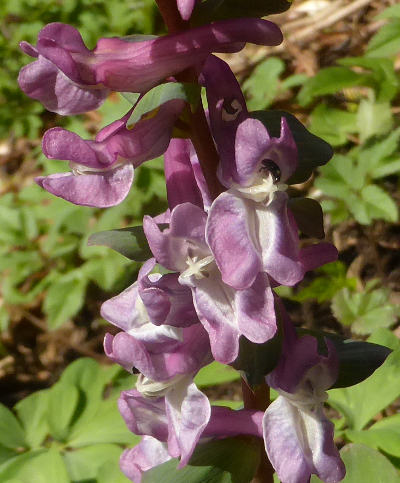 corydalis cava