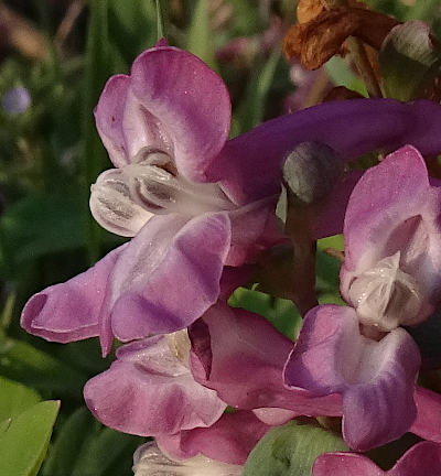 corydalis cava