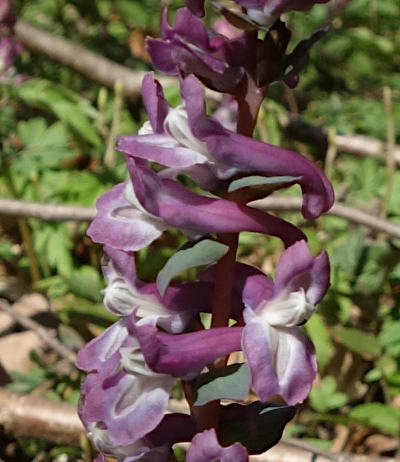 corydalis cava