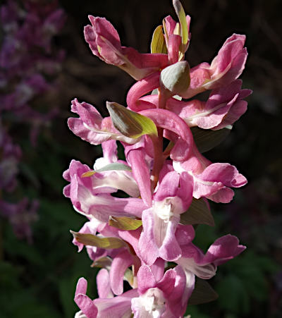 corydalis cava