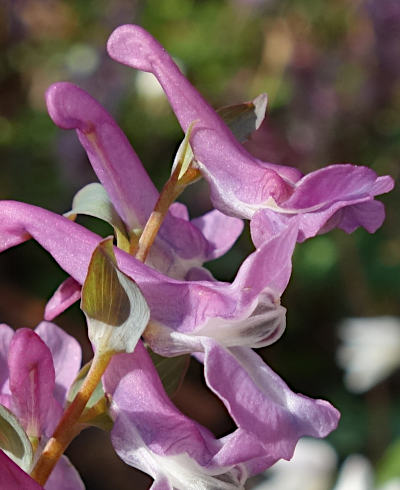 corydalis cava