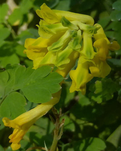 corydalis lutea