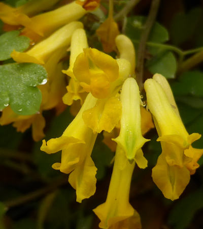 corydalis lutea