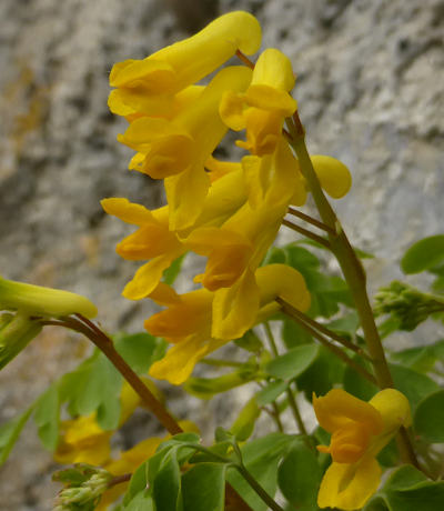 corydalis lutea