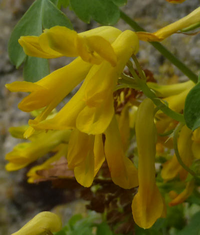 corydalis lutea