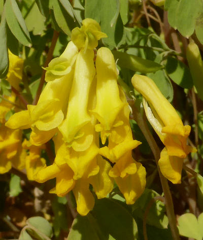 corydalis lutea