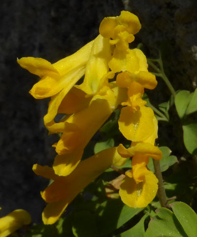 corydalis lutea