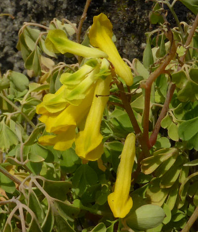 corydalis lutea