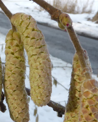 corylus avellana