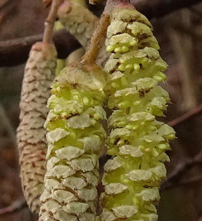 corylus avellana