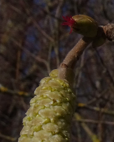 corylus avellana