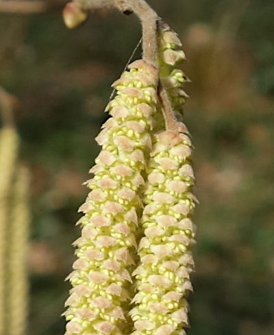 corylus avellana