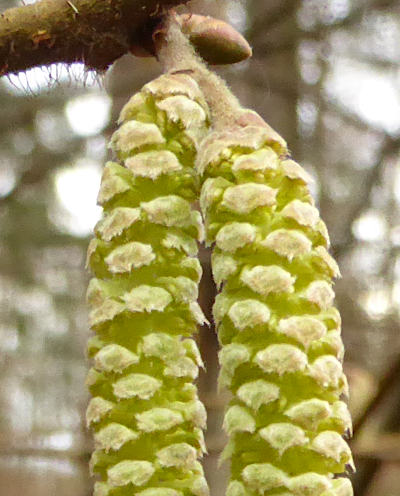 corylus avellana