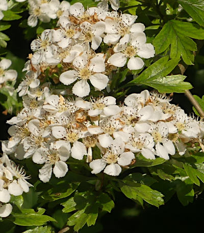 crataegus monogyna