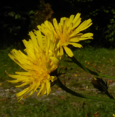 crepis biennis