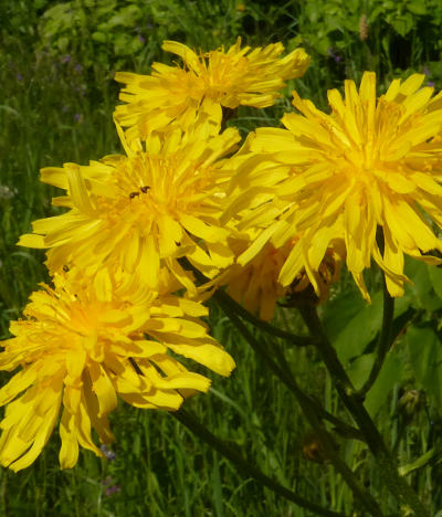 crepis biennis