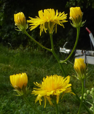 crepis biennis