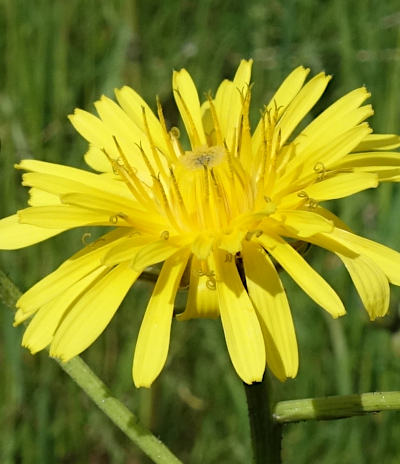 crepis biennis