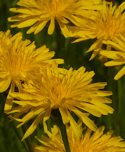 crepis biennis