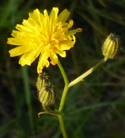 crepis capillaris