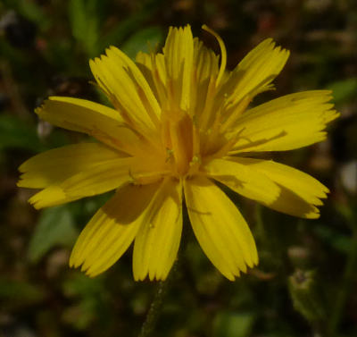 crepis capillaris