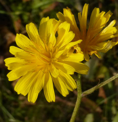 crepis capillaris