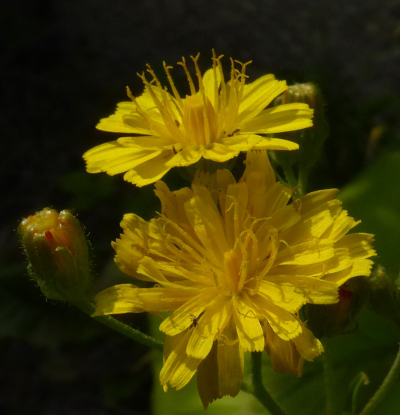 crepis capillaris