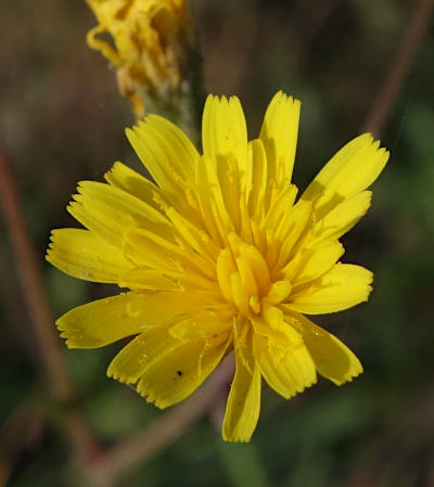 crepis capillaris