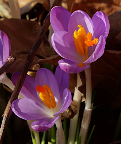 crocus tommasinianus