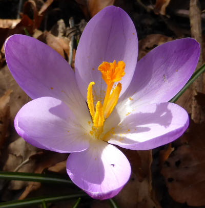 crocus vernus