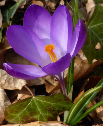 crocus vernus