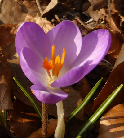 Krokus