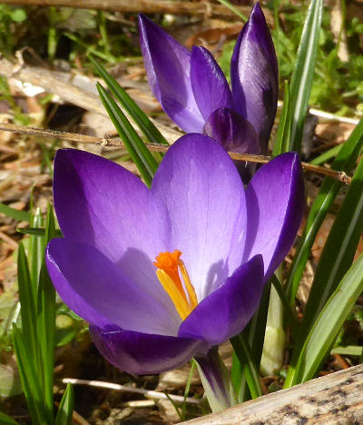 crocus vernus