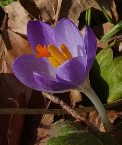 crocus vernus