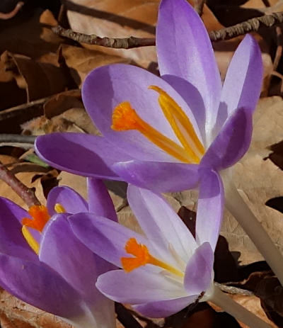 crocus vernus