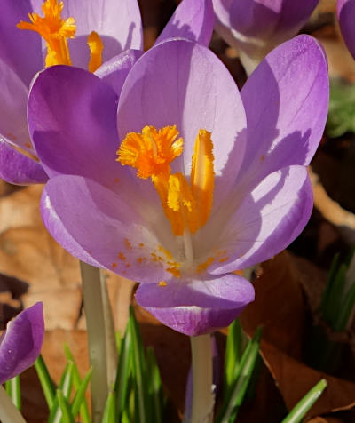 crocus vernus