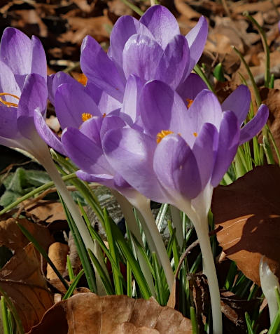 crocus vernus