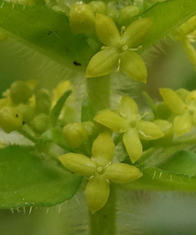 cruciata laevipes