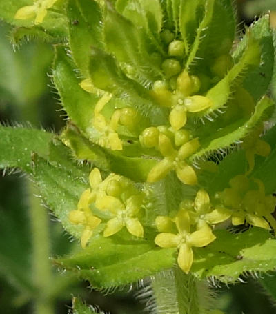 cruciata laevipes