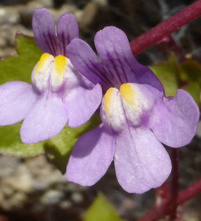 cymbalaria muralis