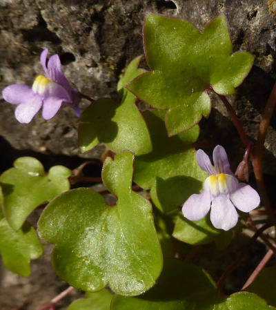 cymbalaria muralis