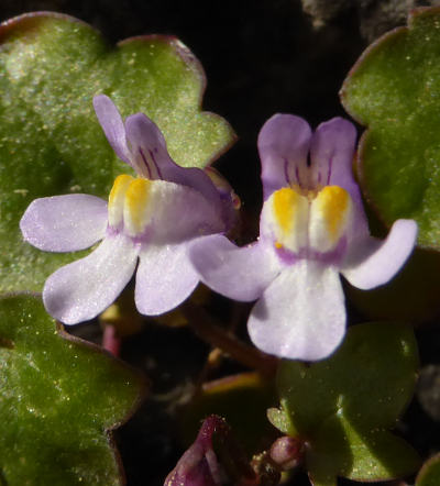 cymbalaria muralis