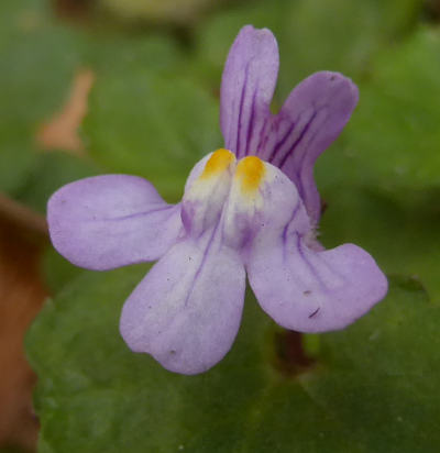 cymbalaria muralis