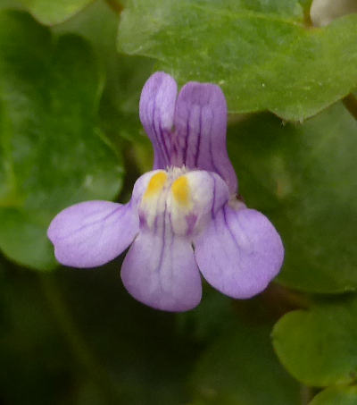 cymbalaria muralis